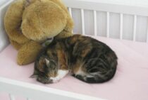 実践！猫向けの部屋のレイアウト！猫と暮らすにはどんな部屋がよい？