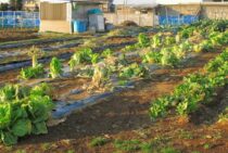 ハクビシンの好物は？作物や生ゴミを漁られないために対策を！