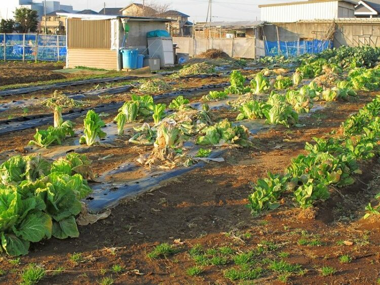 ハクビシンの好物は？作物や生ゴミを漁られないために対策を！