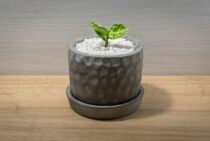 観葉植物は消臭効果だけじゃない！空気をきれいにする観葉植物の魅力