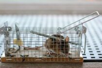 ねずみ捕獲後のことを考えていますか？意外と難しいねずみの処分方法