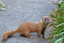 イタチの鳴き声は家の危険合図！ほかの害獣との見分け方や対処法を紹介