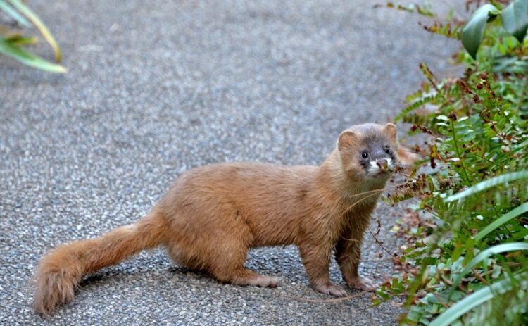 イタチの鳴き声は家の危険合図！ほかの害獣との見分け方や対処法を紹介