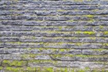 外壁にコケがびっしり！大切なマイホームを守る方法とは？