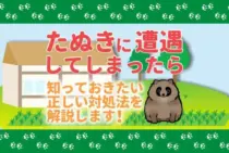 たぬきを見つけたら追い出し駆除！捕獲してはいけない理由と被害を防ぐ侵入対策