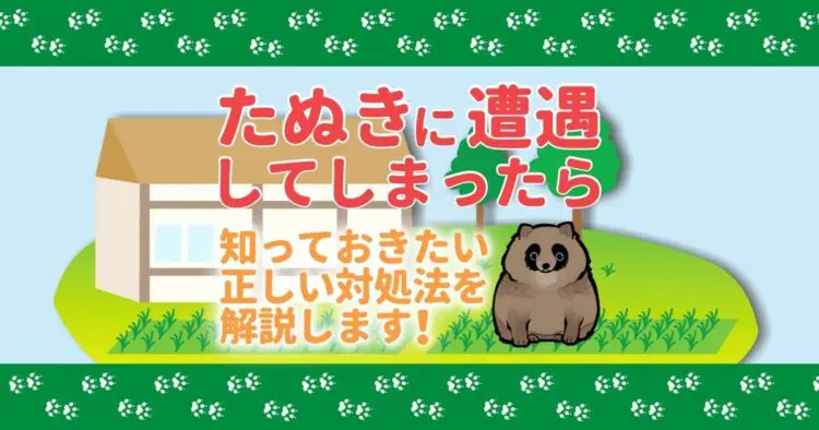 たぬきを見つけたらどうする？野生動物に遭遇したときの対処法を解説
