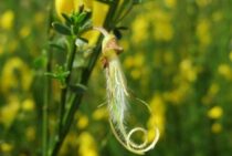 エニシダの剪定方法！黄色い綺麗な花を元気に咲かせるには？