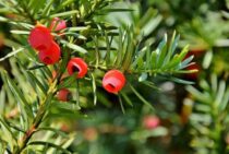 イチイの剪定は円錐形をイメージするのがコツ！綺麗な樹形にするには