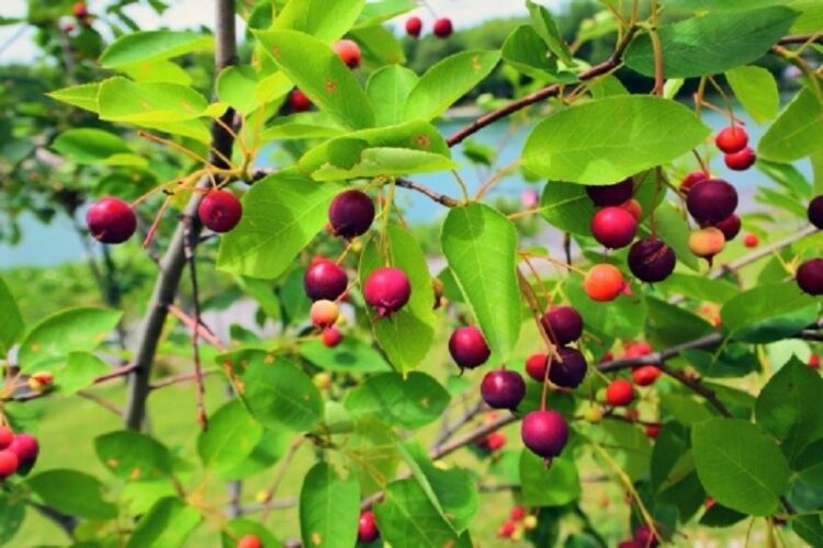 『冬青』とも書く、冬でも美しい葉を持つソヨゴ…剪定の方法とは？