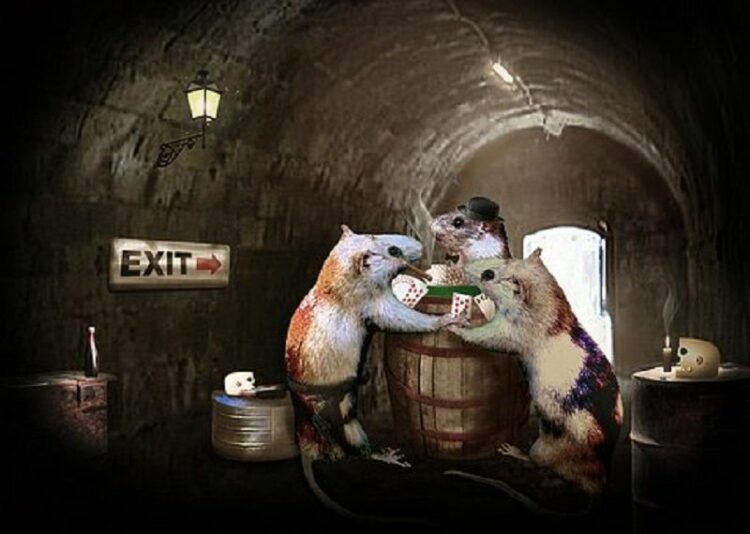 ネズミは昼間どこで何をしているの？昼間ネズミに出くわしたら要注意！