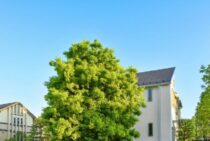 シラカシの剪定方法・時期｜高さを抑えて病害虫からも守る育て方