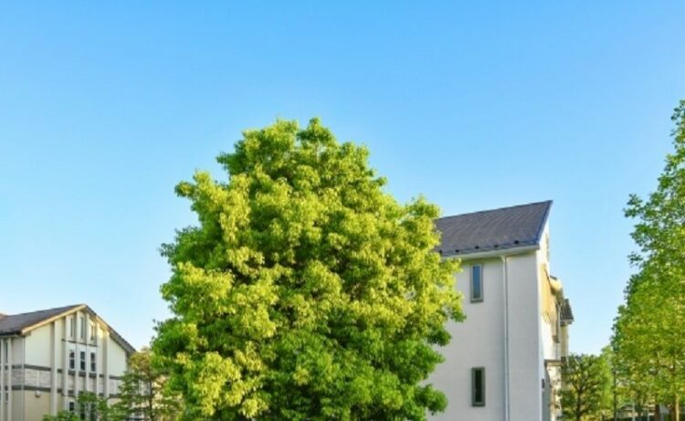 成長が旺盛なシラカシを剪定しよう！剪定方法や育て方など紹介します