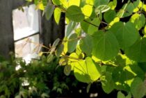 カツラの剪定は細かな枝の処理が大切！きれいな樹形にする方法とは