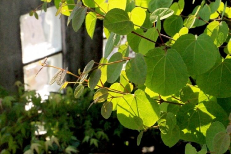 カツラの剪定は細かな枝の処理が大切！きれいな樹形にする方法とは