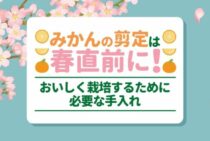 みかんを剪定して美味しく収穫！剪定方法から手入れのコツまでご紹介