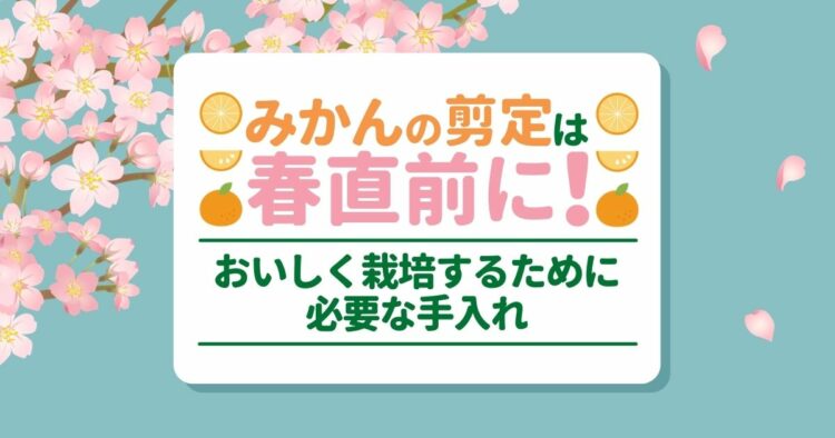 みかんを剪定して美味しく収穫！剪定方法から手入れのコツまでご紹介