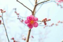 梅の剪定はしないとどうなる？梅の木の剪定道具と剪定方法