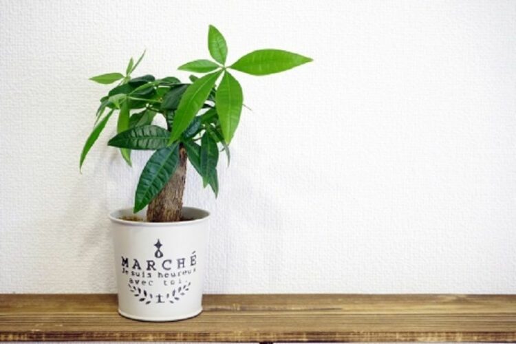 パキラも剪定しないと枯れる？成長点でパキラを切って育てよう