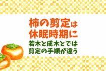 柿の木の剪定時期は12～3月が基本！幼木と成木で異なる剪定方法をご紹介