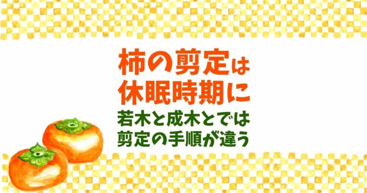 柿の剪定時期は12～3月が基本！幼木と成木で異なる剪定方法をご紹介