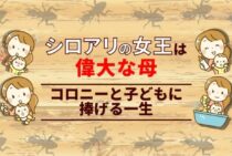 シロアリの女王を捕獲するのは難しい！毎日100個の卵を産む個体の生態とは