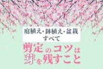 しだれ梅の剪定は時期が重要！しだれ梅の剪定・生育・取り扱いのコツ