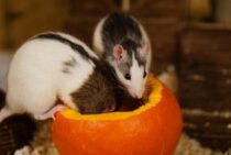 マンションにネズミが発生！そんなとき対応はどうすればいいの？