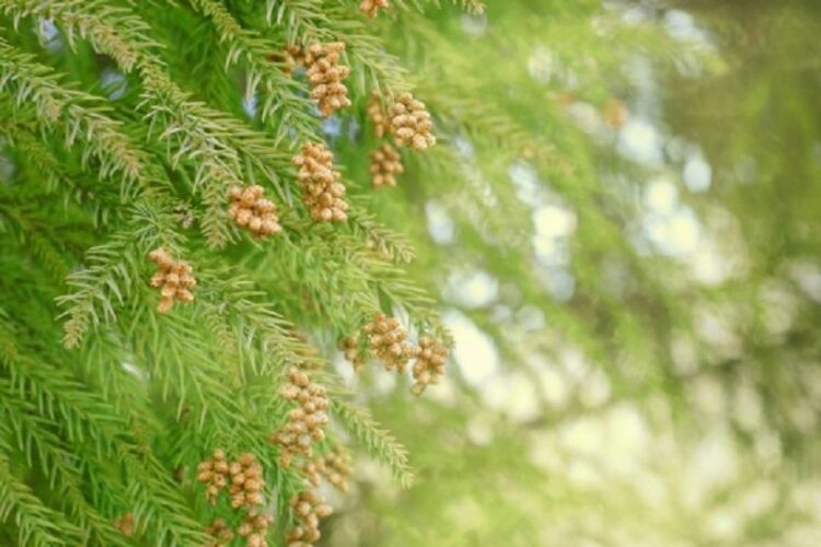 杉の木をすべて伐採して花粉症を楽にしたい……のにできない理由とは
