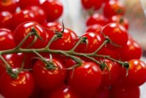 トマトは剪定で収穫量が大きく変わる？剪定の時期や方法とは