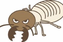 シロアリはコンクリートでは防ぎきれない！コンクリート造でも油断できない理由