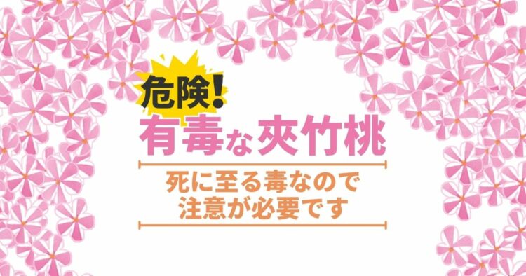 夾竹桃は強い毒を持つ！毒の致死性・危険性と生育のポイント