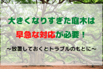 【図解でわかる】高くなりすぎた木を剪定する正しい時期と方法！