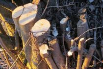 違法伐採とは？環境への悪影響とわたしたちにできること