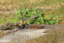 イタチのふんの特徴と対策｜再びさせないための掃除・消毒・消臭方法