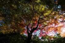 アーボリストって何をする人？日本での活動と樹木のためにできること