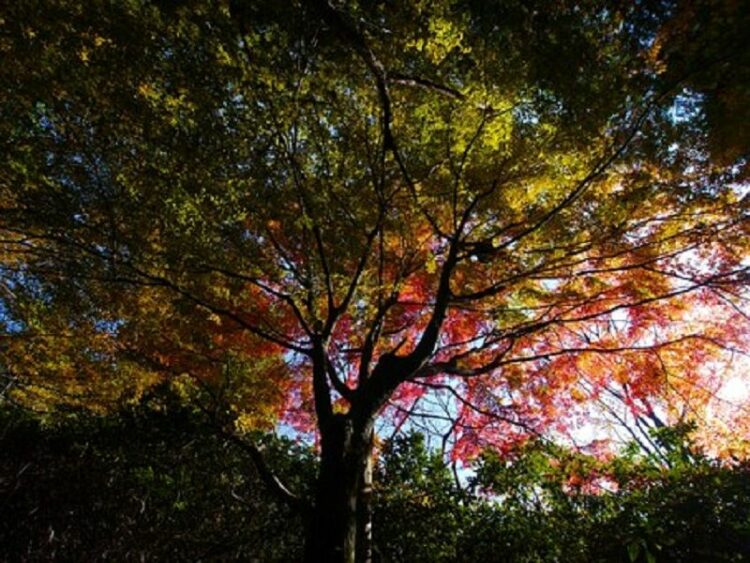 アーボリストって何をする人？日本での活動と樹木のためにできること