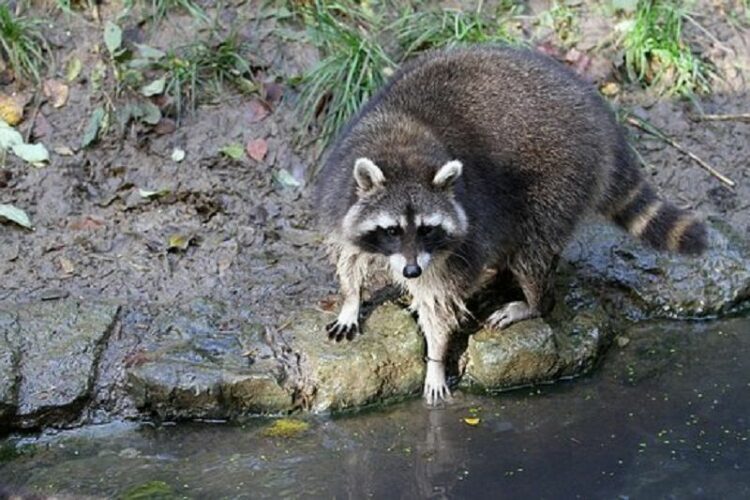 まるで人間の手…アライグマの足跡を見つけたらどうすればいい？