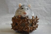 エアコンにねずみが！ねずみの侵入経路の把握とその対策方法