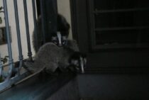 昔恐れられていた妖怪「雷獣」はハクビシン？ハクビシンの被害と対策