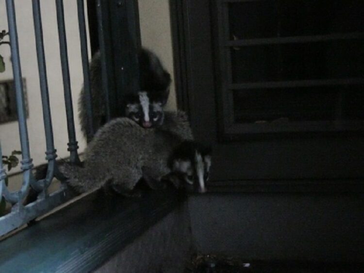 昔恐れられていた妖怪「雷獣」はハクビシン？ハクビシンの被害と対策