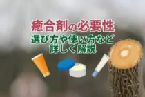 剪定後の切り口に『癒合剤』は必要？使い方と選び方について