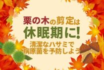 栗の木の剪定は時期が大切！剪定方法と栽培する際のポイントについて