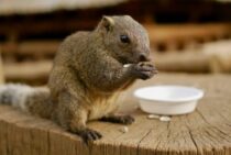 可愛い姿に惑わされないで！タイワンリスは人に被害を出す害獣です