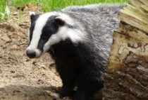 アナグマはなつく？可愛いけれども穴を掘り家屋を崩壊させる害獣