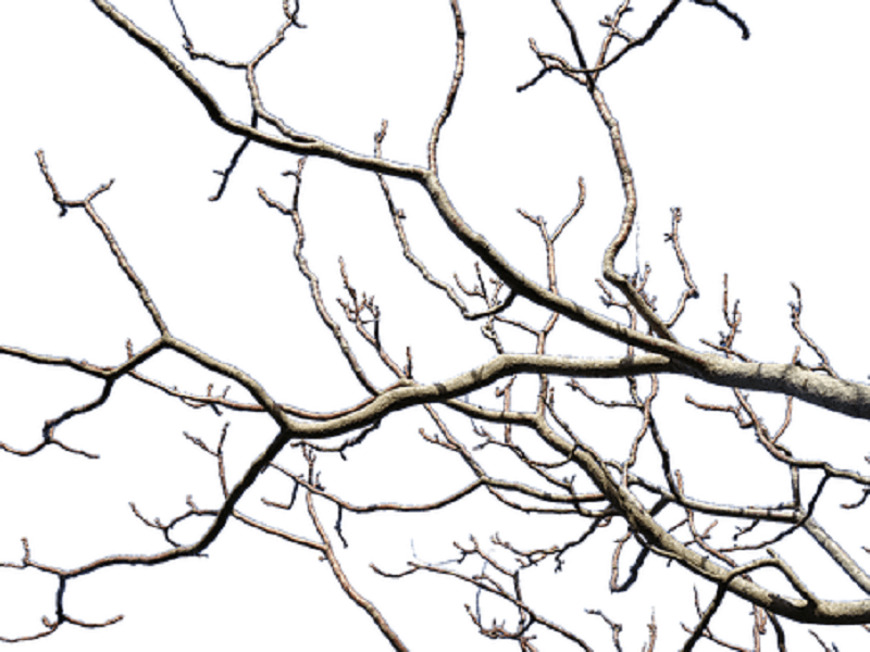 枝打ちはなぜ必要？その目的と枝打ちの道具や作業方法を理解しよう！