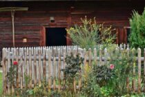 美しい庭の象徴！シンボルツリーにふさわしい庭木のおすすめはどれ？