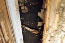 シロアリは北海道にもいる！生息状況と寒い地域でも増加している理由