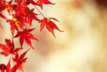 紅葉を楽しんだ後はもみじを剪定しよう！もみじの剪定方法をご紹介