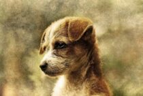 愛犬の遺骨はどこに供養すればいい？飼い主も愛犬も安心の供養方法