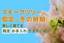 スモークツリーの剪定時期と方法！基本の育て方や人気の種類もご紹介